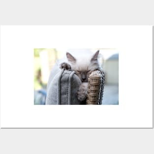 the gray and white ragdoll cat sleeping Posters and Art